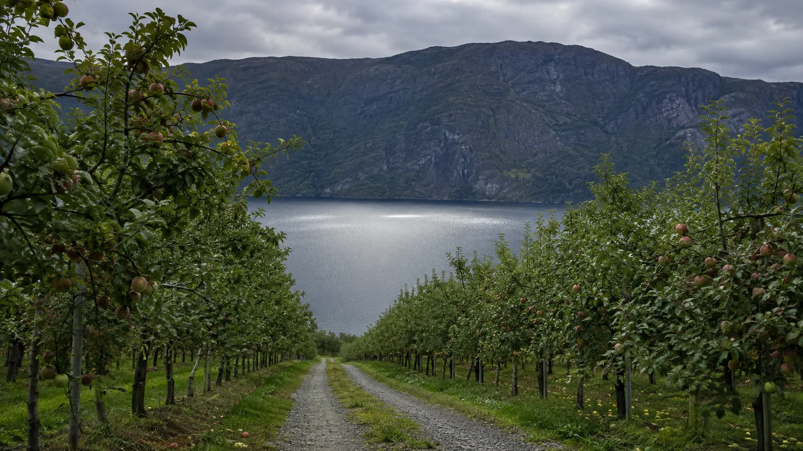 Åkre Gard, with orchards running down to the fjord