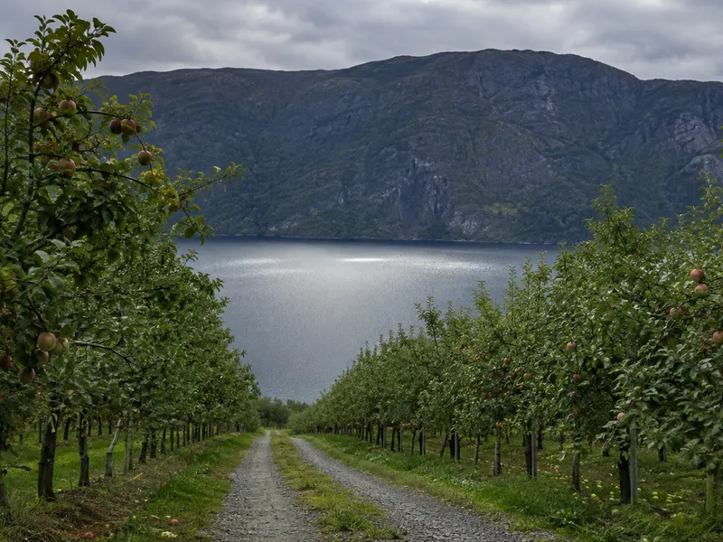 Eplerekker ned mot fjorden med grusvei imellom, tidlig høst