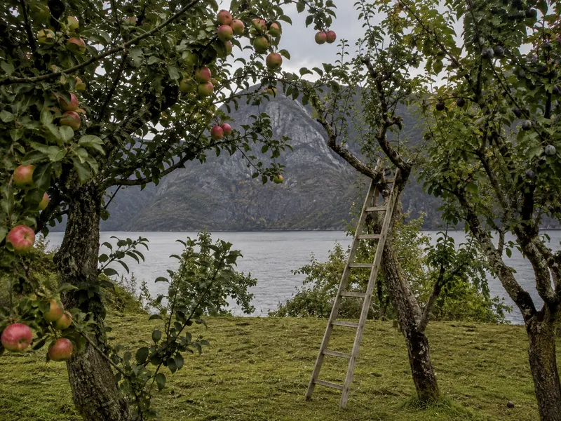 Gamle eple- og plommetrær med frukt ned mot Sognefjorden, med en trestige mot en stamme