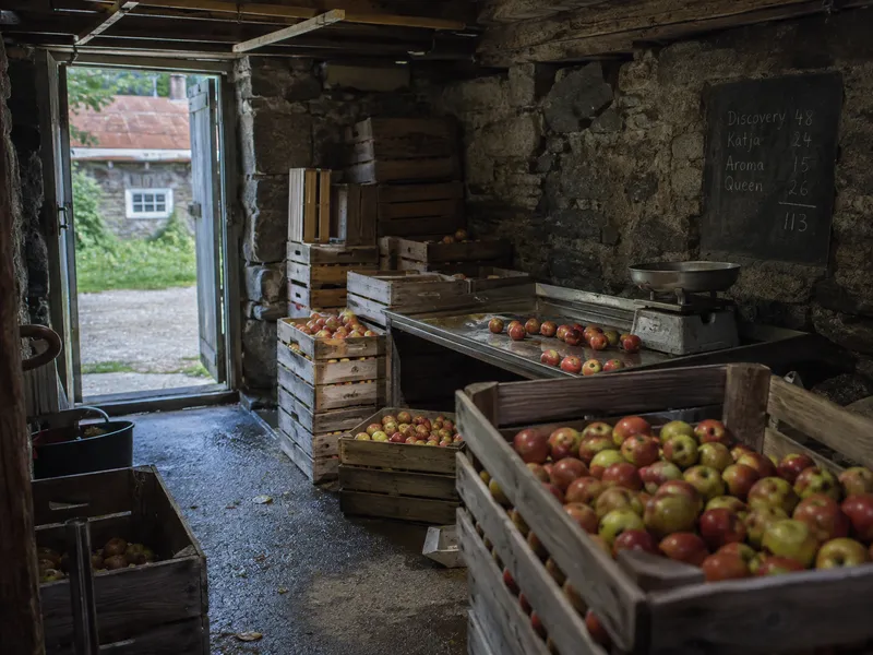 Crates of apples in a cool stone store, with a sorting table, scale and a chalk tally