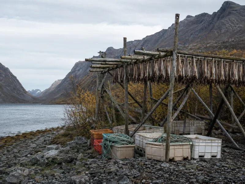 Wooden racks hung with split fish drying beside an Arctic fjord