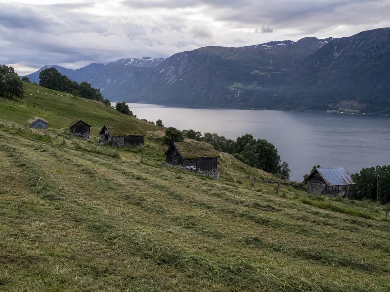 Nyslått eng med torvtekte løer i hellingen over fjorden, sauer på beitet bak