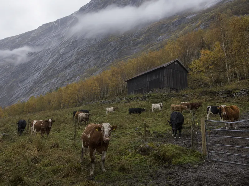 Fe på ru beitemark i en bratt dal om høsten, med tømmerløe i bakken bak