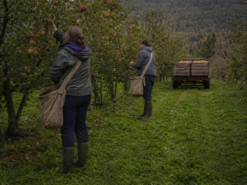 Two people picking apples into canvas bags, a loaded trailer at the end of the row
