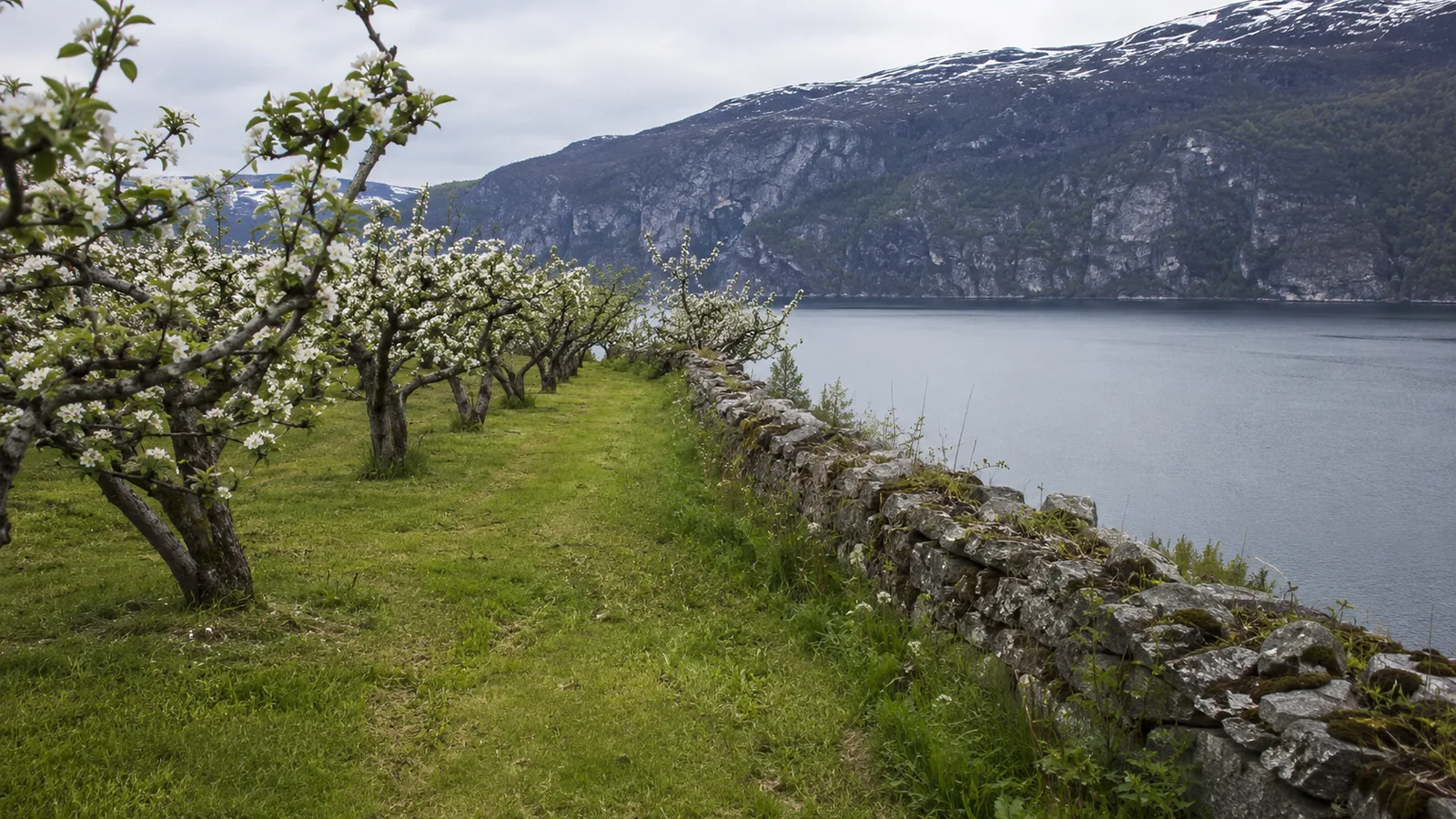 Apple orchard in blossom with the Hardangerfjord behind it