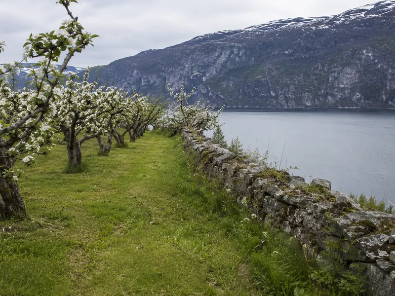 Blomstrende frukthage på en hylle over Hardangerfjorden, med steingjerde mot vannet