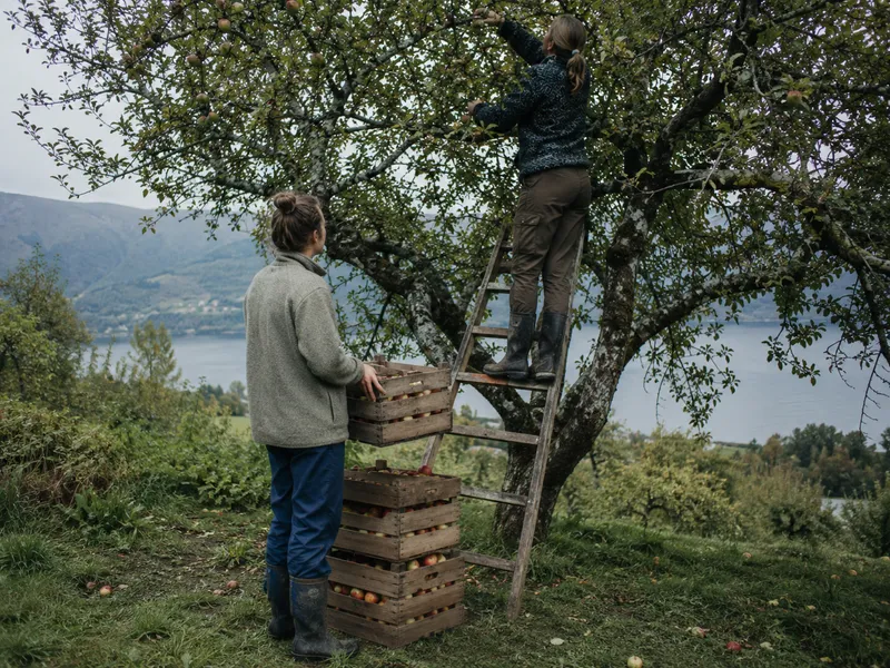 One person picking from a wooden ladder while another stacks crates below, the fjord behind