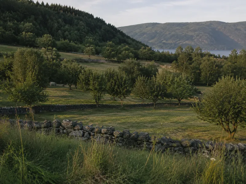 Frukttrær og slåtteenger delt av steingjerder, med fjorden bak