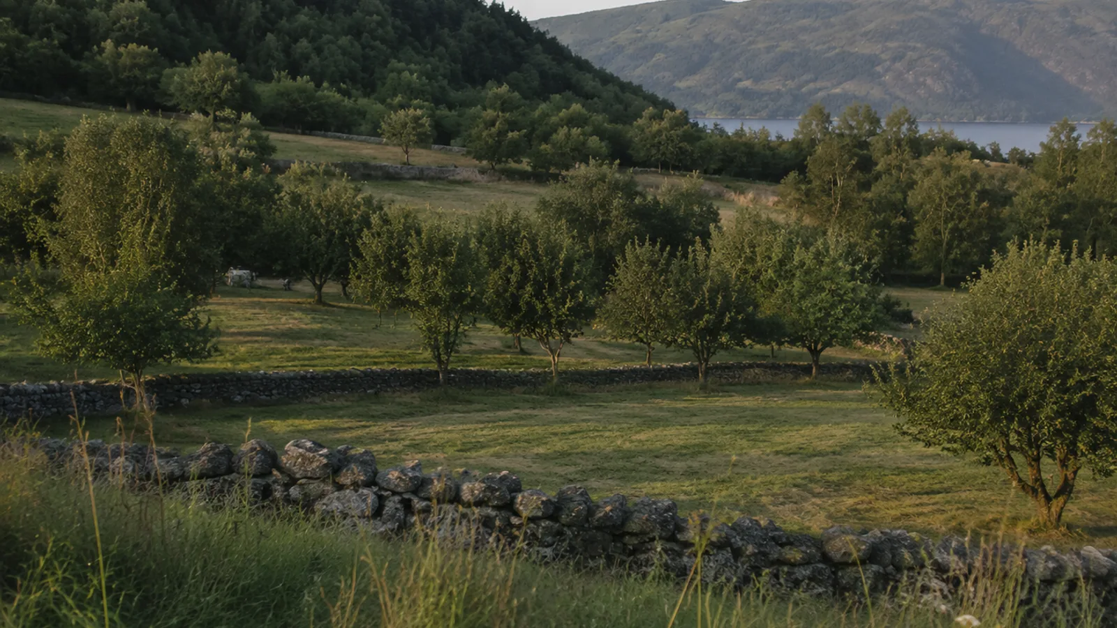 Fruit trees and hay meadows divided by drystone walls, the fjord behind